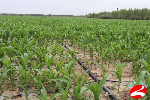 临泽 生态节水推动农业可持续发展